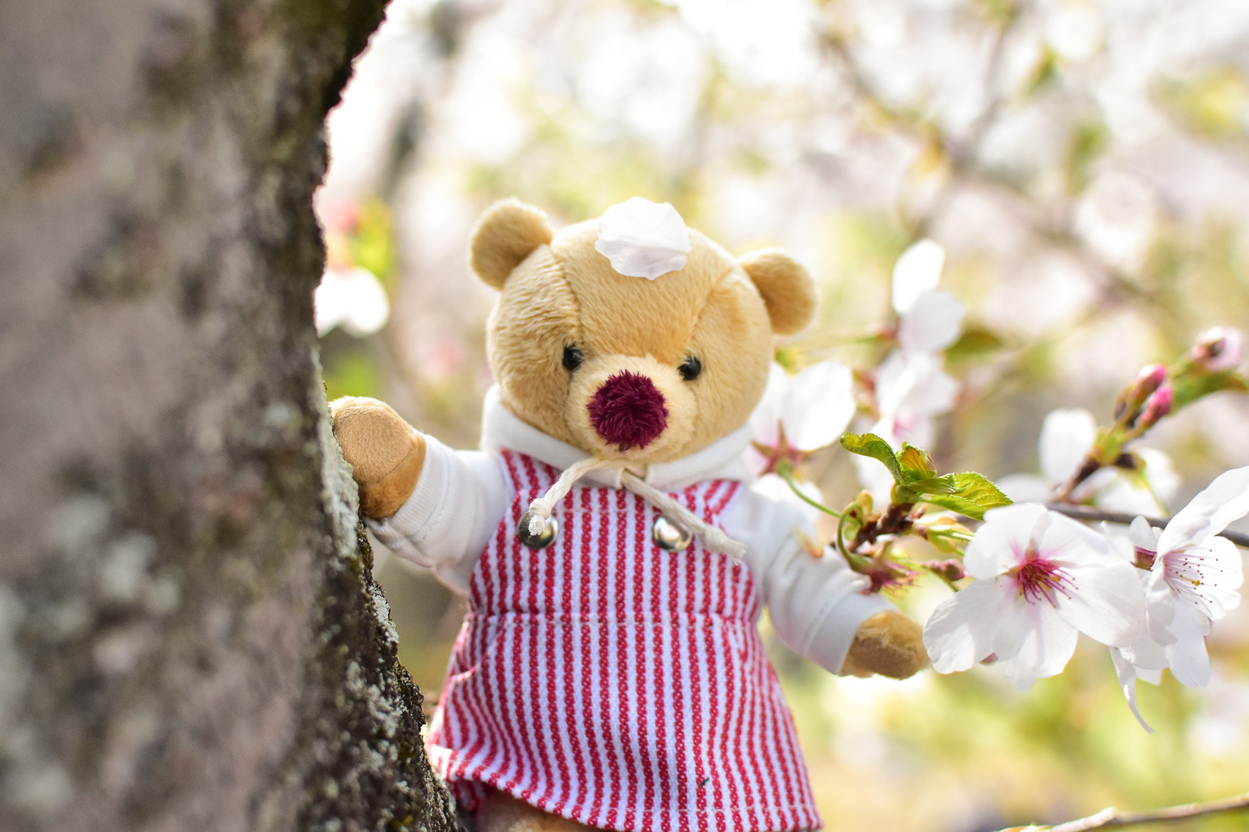 ぬい撮りしよう!春のお出かけ