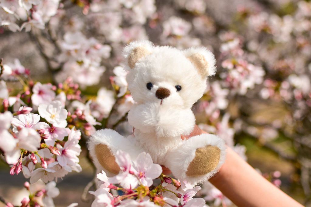 ぬい撮りしよう!春のお出かけ