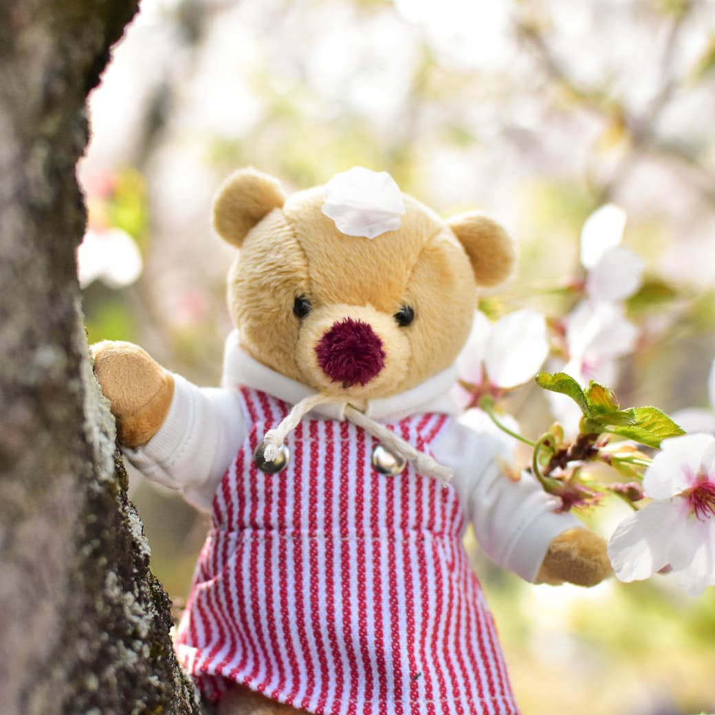 春のぬい撮り
