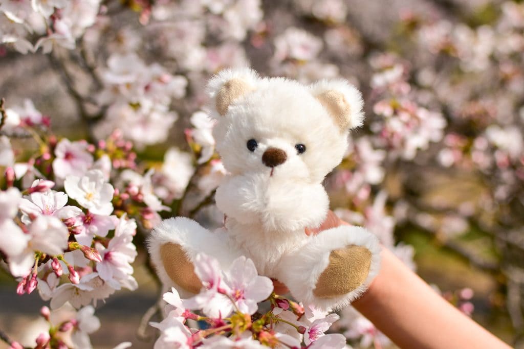 ぬいぐるみ写真部 ブラン